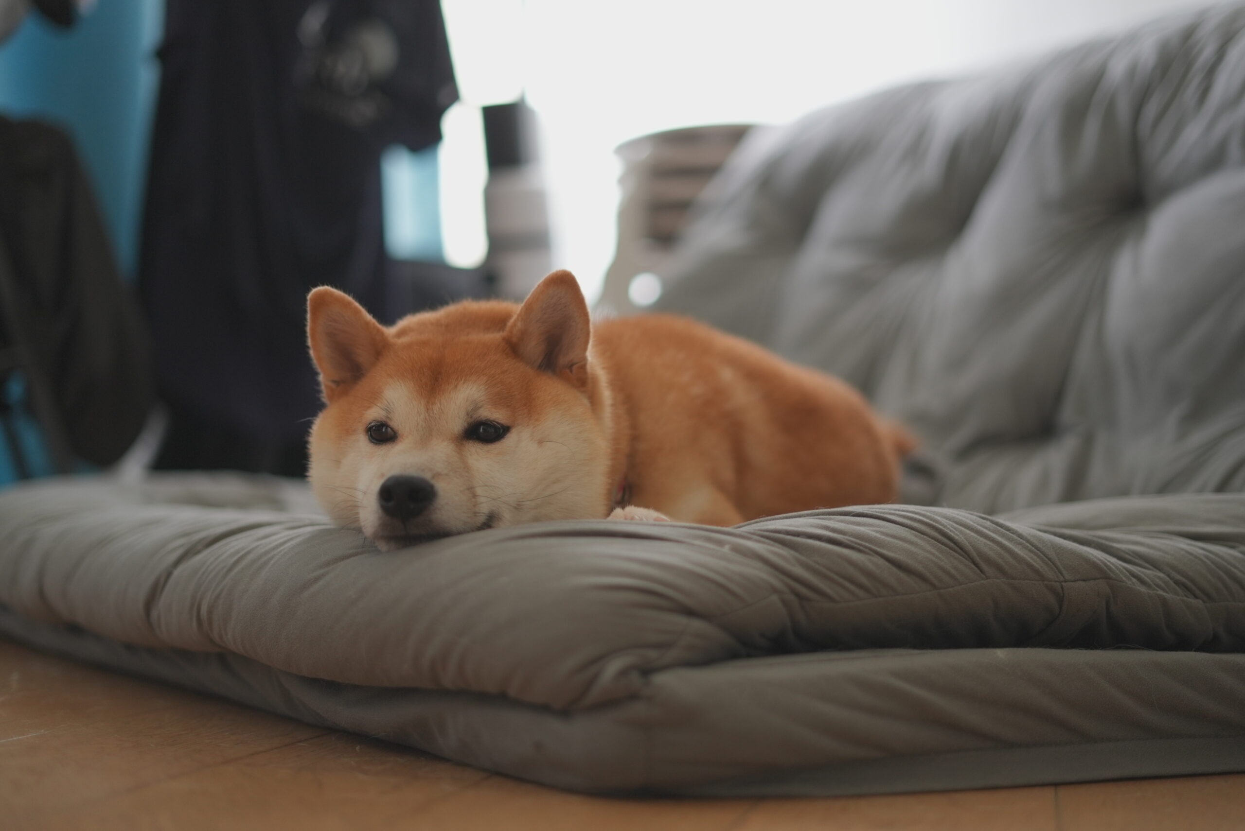 Grateful for Aki: My Loyal Shiba Inu Companion Through Startup Highs and Lows